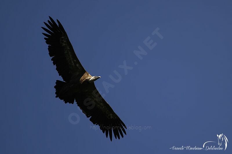 Griffon Vulture