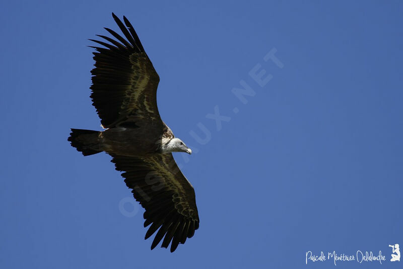 Griffon Vulture