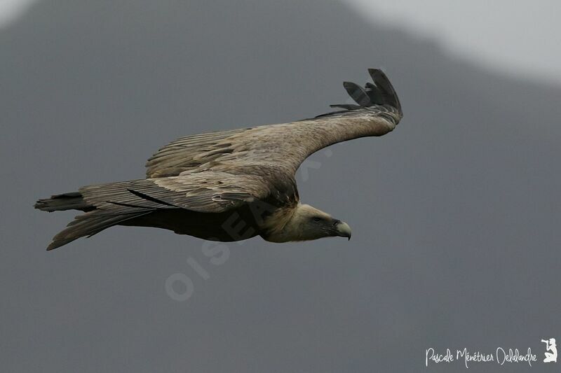 Griffon Vulture