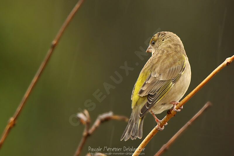 European Greenfinch