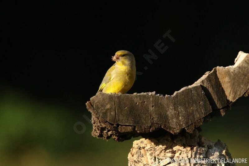 European Greenfinch