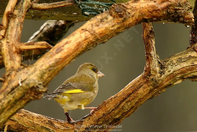 European Greenfinch