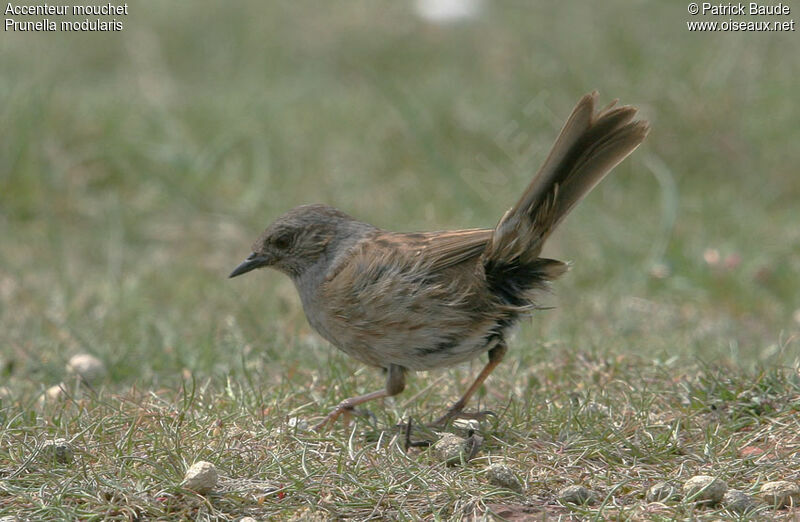 Dunnock