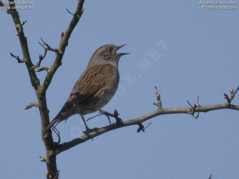 Dunnockadult, identification, song