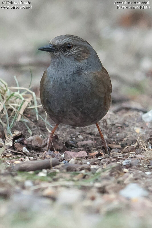 Dunnockadult, identification