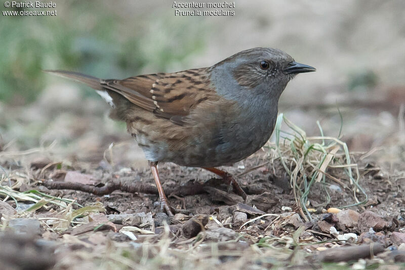 Accenteur mouchetadulte, identification