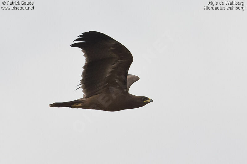 Wahlberg's Eagle female adult, Flight