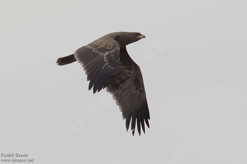 Aigle de Wahlberg femelle adulte, Vol