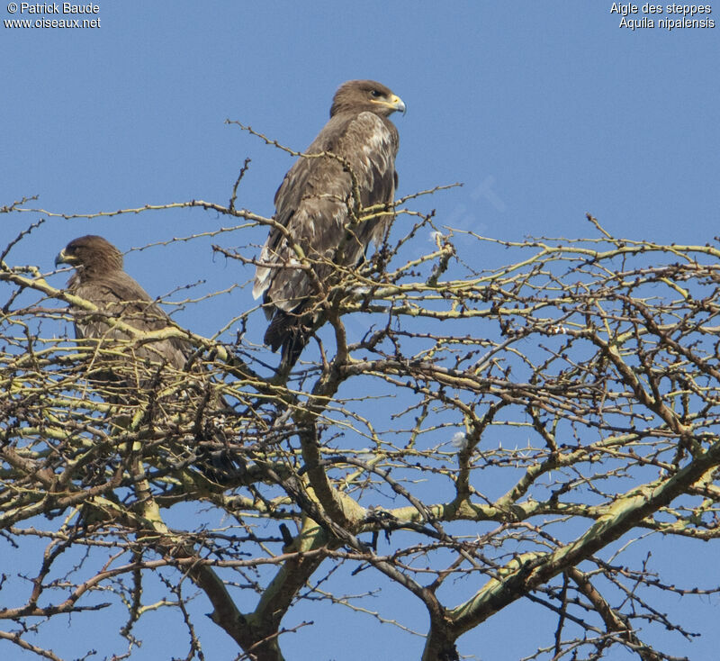 Steppe Eagleimmature, identification