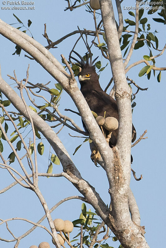 Long-crested Eagleadult, identification