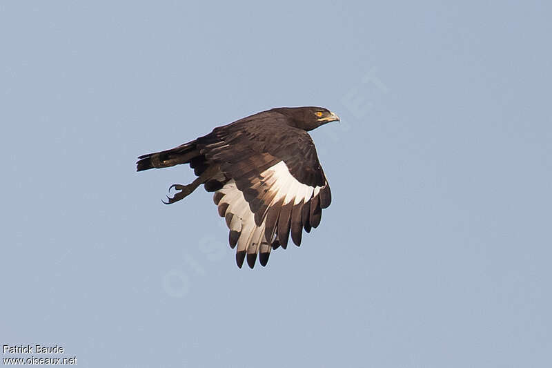 Long-crested Eagleadult, pigmentation, Flight