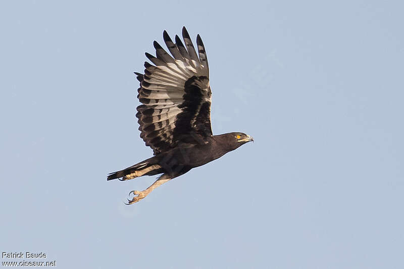 Long-crested Eagleadult, pigmentation, Flight