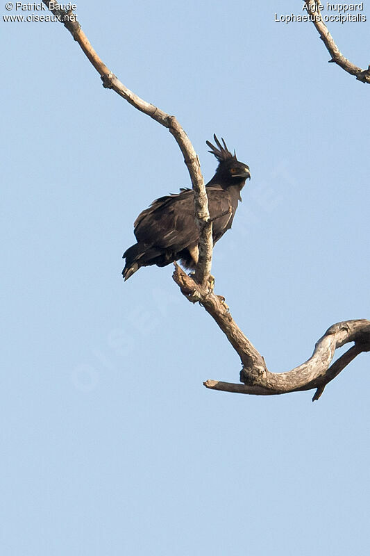 Long-crested Eagleadult, identification