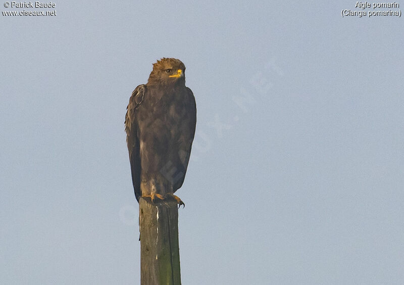 Aigle pomarinadulte