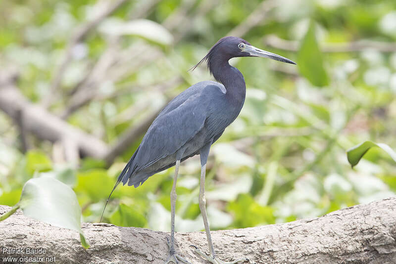 Aigrette bleueadulte, identification