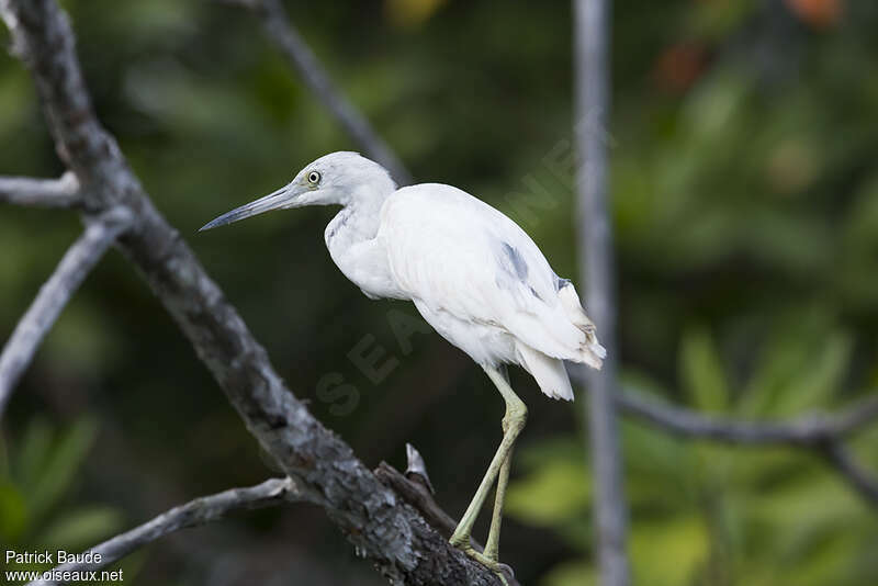 Aigrette bleueadulte, identification, pigmentation