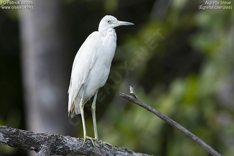 Aigrette bleuejuvénile, identification