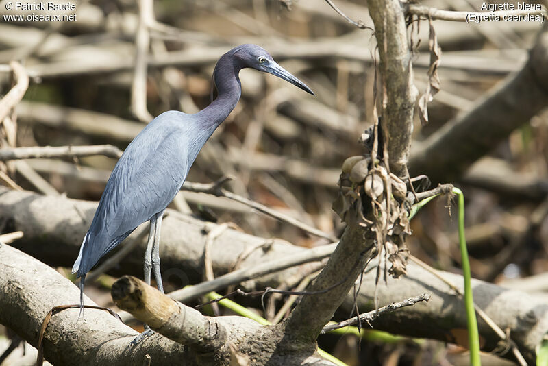 Aigrette bleueadulte, identification