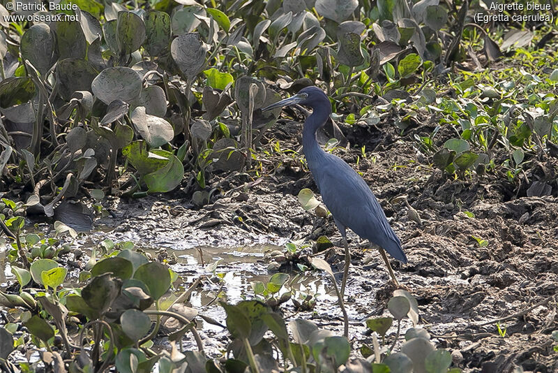 Aigrette bleue