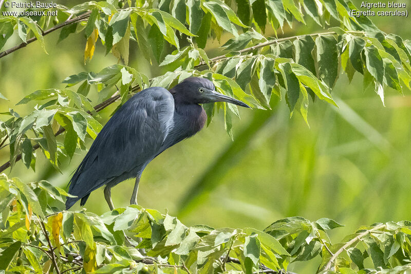 Little Blue Heronadult