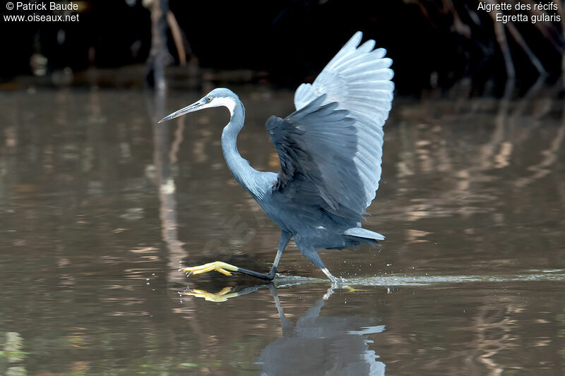 Aigrette des récifsadulte, identification