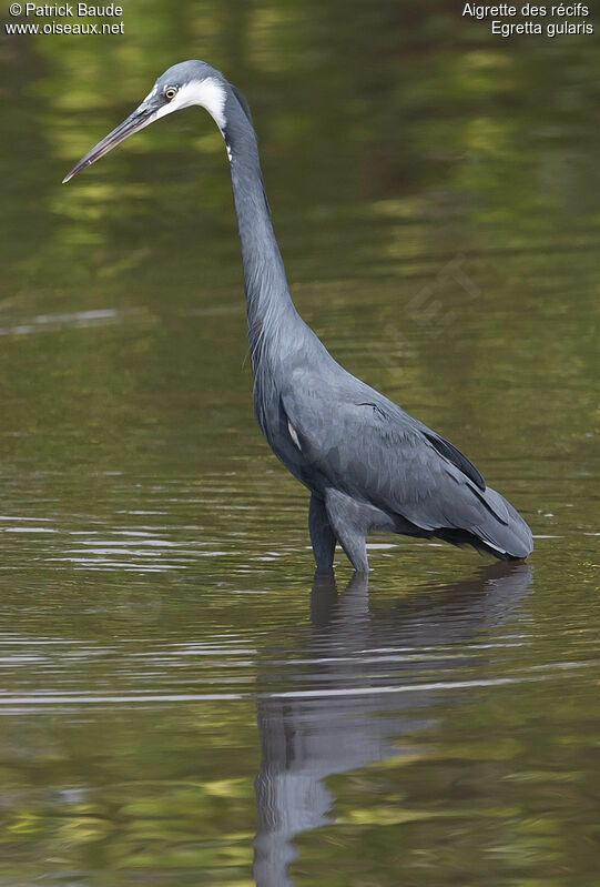 Aigrette des récifsadulte, identification