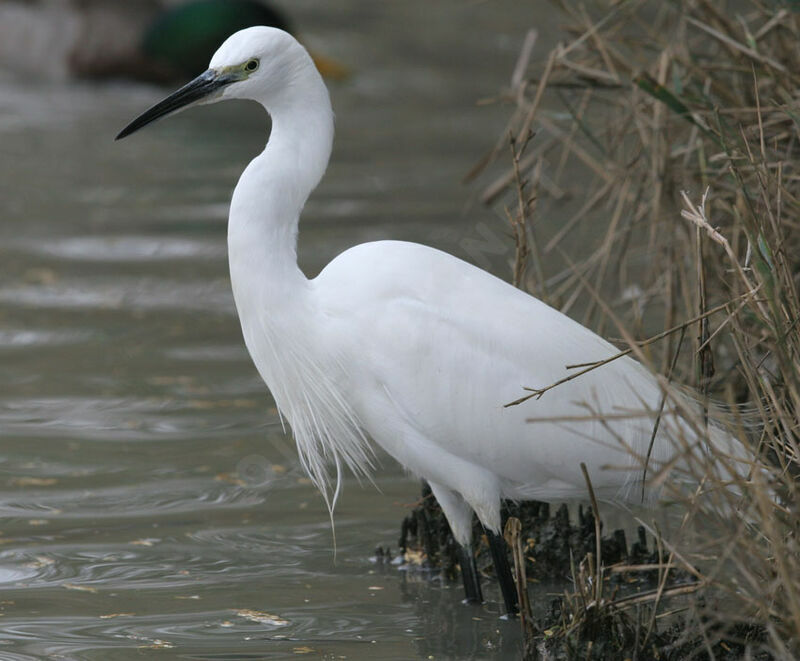 Little Egret