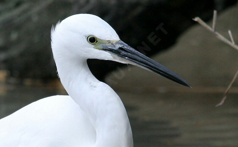 Little Egret