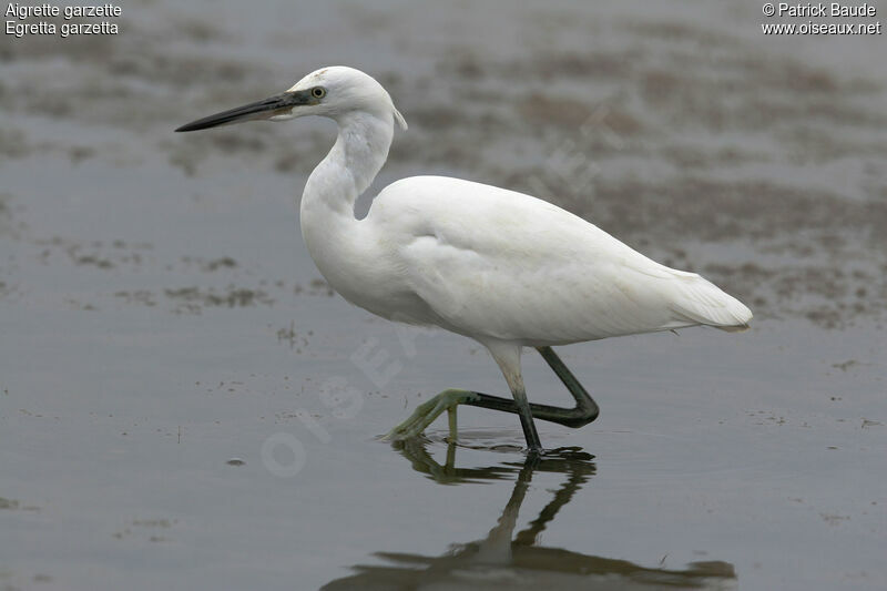 Aigrette garzette