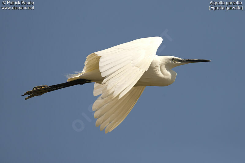 Aigrette garzette, Vol