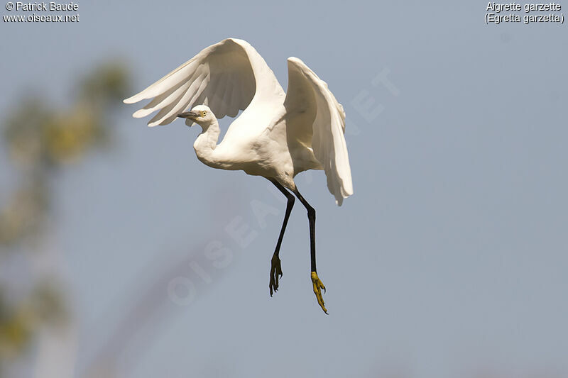 Little Egret, Flight