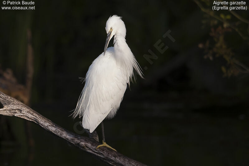 Aigrette garzetteadulte, identification