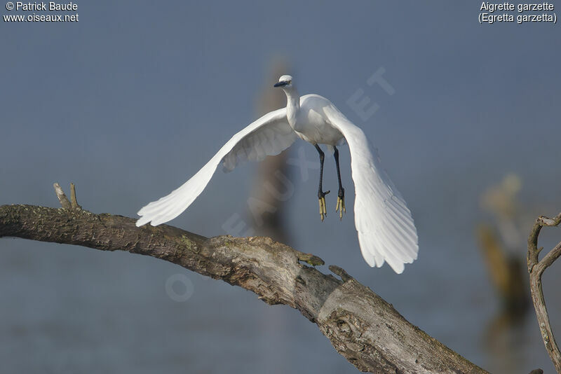 Aigrette garzette