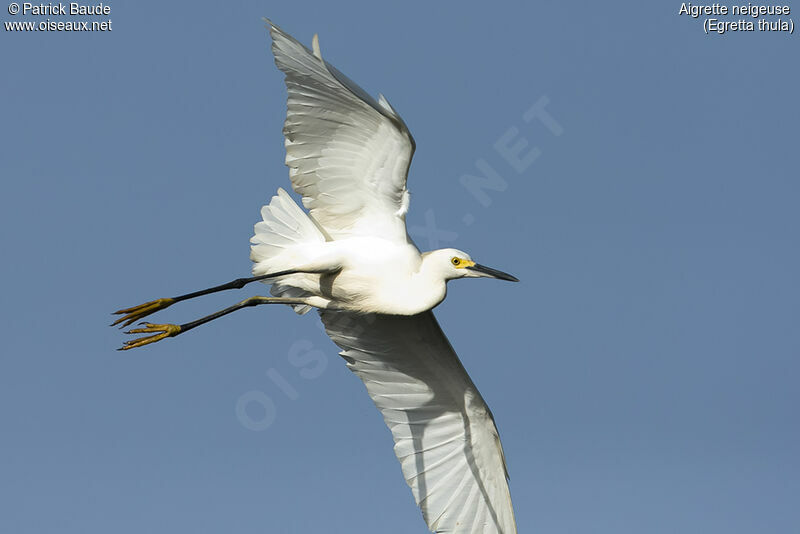 Aigrette neigeuseadulte, identification