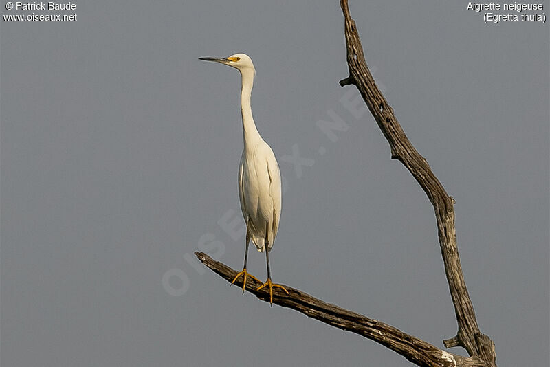 Snowy Egret