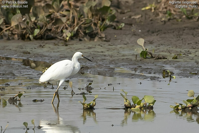 Snowy Egret