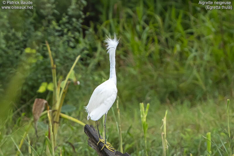 Snowy Egretadult