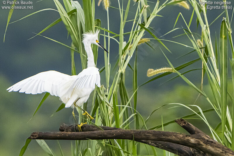 Aigrette neigeuse