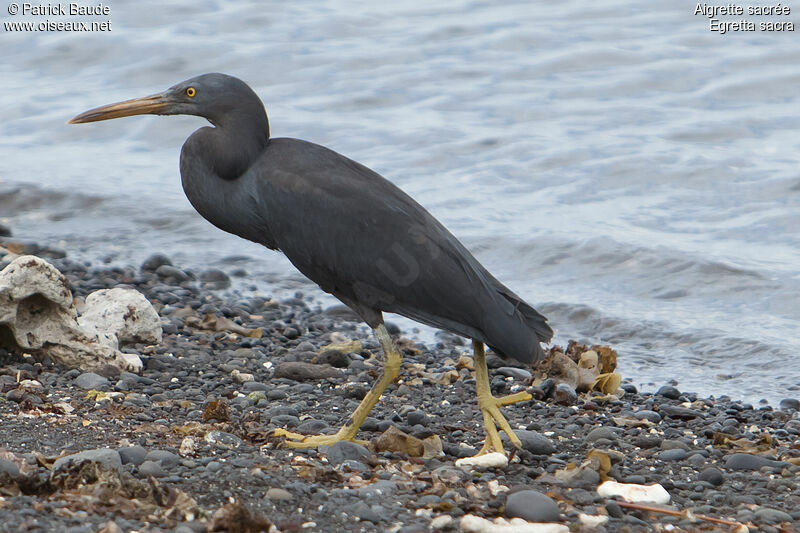 Pacific Reef Heronadult, identification