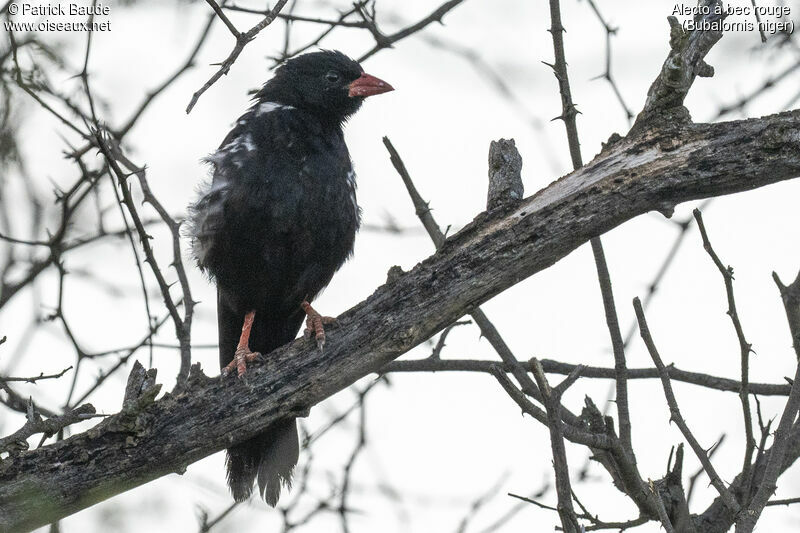 Red-billed Buffalo Weaver