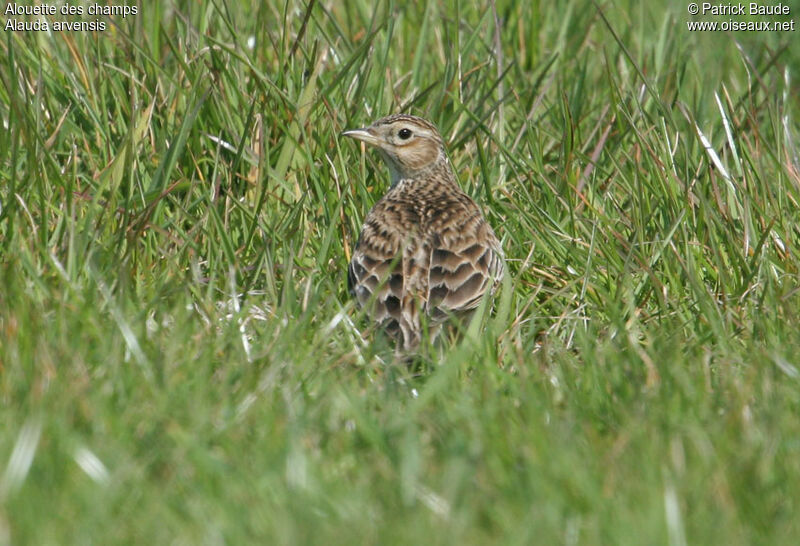 Alouette des champs, identification