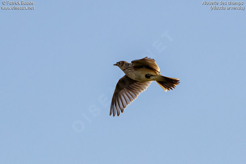 Eurasian Skylark, Flight