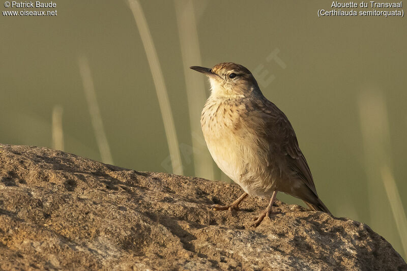 Eastern Long-billed Larkadult