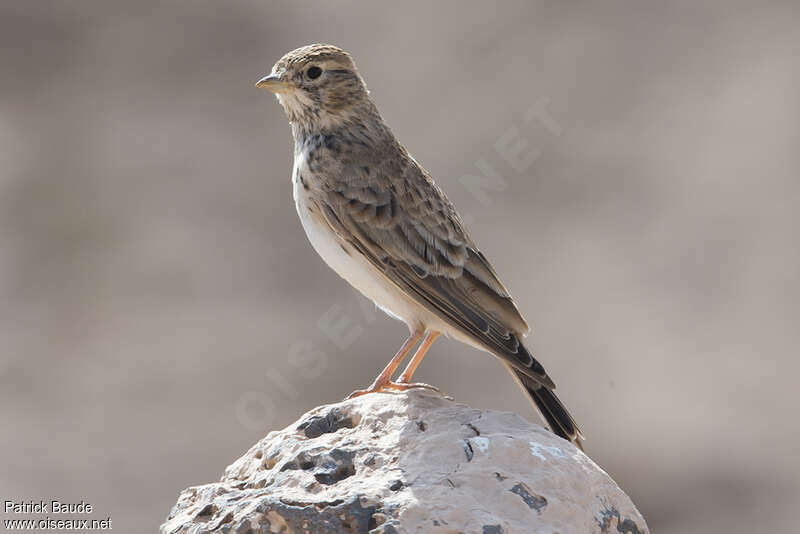 Mediterranean Short-toed Larkadult breeding, identification