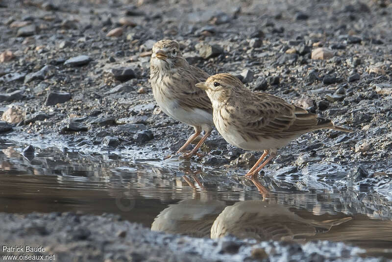 Mediterranean Short-toed Lark, drinks