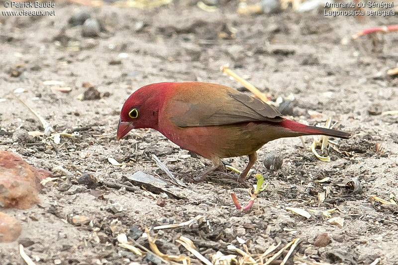 Amarante du Sénégal mâle, identification