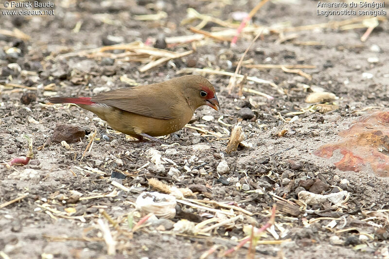 Amarante du Sénégal femelle, identification