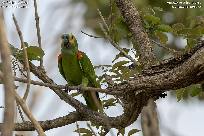 Turquoise-fronted Amazon