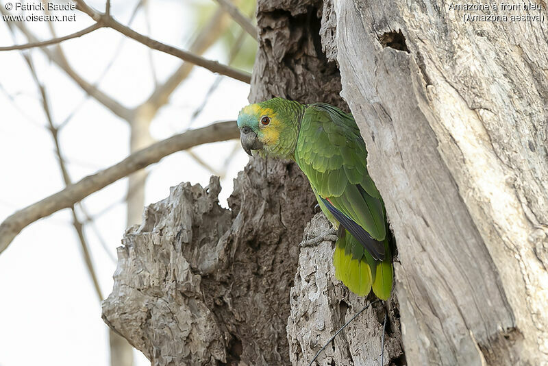 Turquoise-fronted Amazon