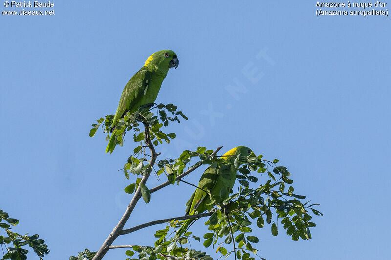 Amazone à nuque d'oradulte